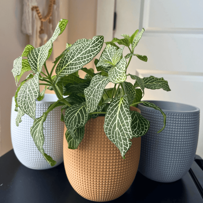Grid Design Wall Planter with Drip Tray
