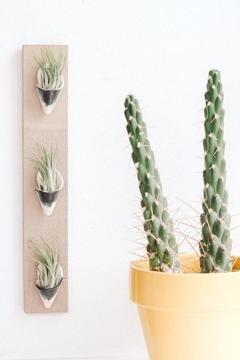Triple Ceramic Wall Planter