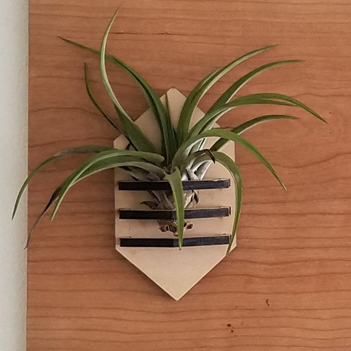 Hanging air plant holder with a striped pattern on a wooden surface