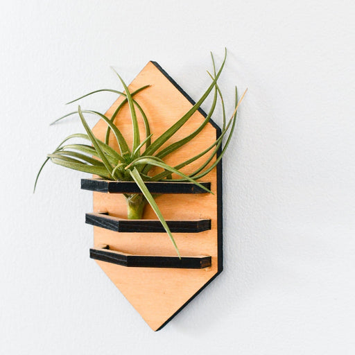 Wooden wall planter with air plant on a white background