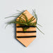 Wooden tie-shaped planter with air plants on a light gray background