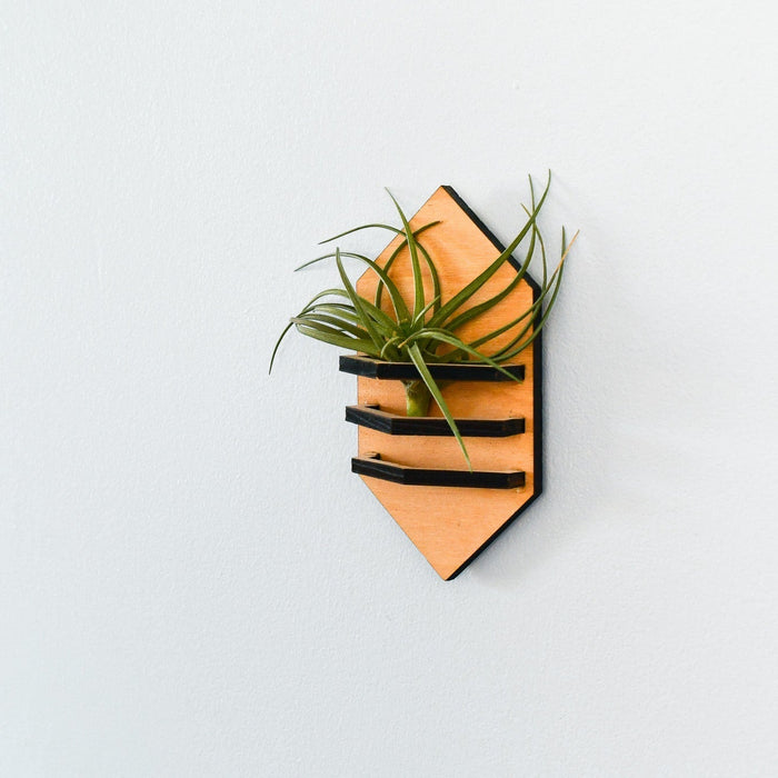 Decorative wall art with air plants on a light gray background